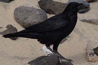 Corvus corax - Kolkrabe (Eurasischer Kolkrabe)